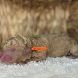 Orange - Apricot male Goldendoodle puppy in Cleveland, Georgia from The O.G. Doodles