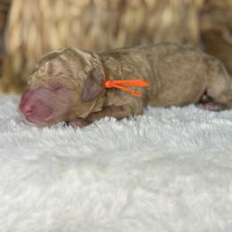 Orange - Apricot male Goldendoodle puppy in Cleveland, Georgia from The O.G. Doodles
