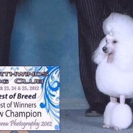 Biewer Terriers and Poodles from Ice Ice Baby Biewers & Poodles