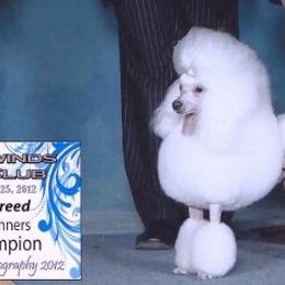 Biewer Terriers and Poodles from Ice Ice Baby Biewers & Poodles