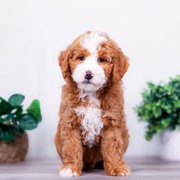 Americano - Brown and white male Bernedoodle puppy in Arthur, Illinois from Central Illinois Bernedoodles