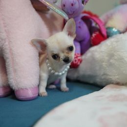 Sally 5500 - Cream and white female Chihuahua puppy in Miami, Florida from Natalias Tiny Chihuahuas