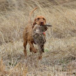 Wirehaired Vizslas from Compass Wirehaired Vizslas