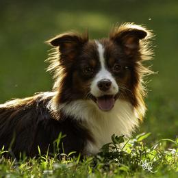 Rita - Miniature American Shepherd