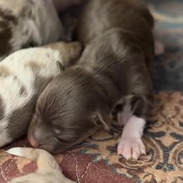 ASDR 2 Blue's Fire Starting Flint - Red tri male Toy Australian Shepherd puppy in Tremont, Tennessee from 2 Blue Toy Aussies