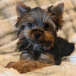 Stella - Black and tan female Yorkshire Terrier puppy in Gatesville, Texas from Cuddles of Cuteness