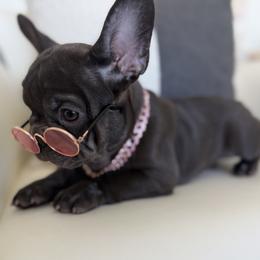 Chocolate - Brindle female French Bulldog puppy in Irvine, California from FrenchieOnTheGreen
