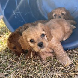 Cavapoo and Shihpoo Puppies from Haus of Doodles