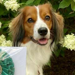 Nederlandse Kooikerhondjes from Noble Pines Kooikerhondjes