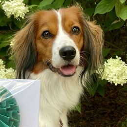 Nederlandse Kooikerhondjes from Noble Pines Kooikerhondjes