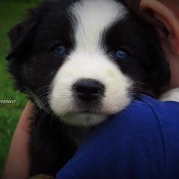 Miniature Australian Shepherd and Toy Australian Shepherd Puppies from Cooper Creek Aussies