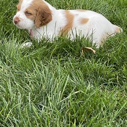 Brittany Puppies from Rabeau’s Genuine Brittany‘s
