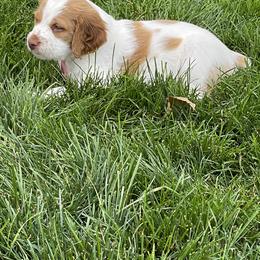 Brittany Puppies from Rabeau’s Genuine Brittany‘s