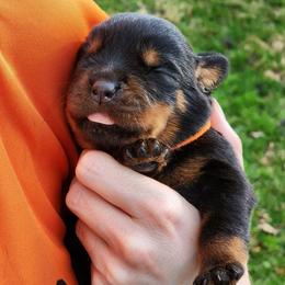 Male 1 Vom Jager Haus - Black and mahogany male Rottweiler puppy in Reynoldsburg, Ohio from Vom Jager Haus Rottweilers