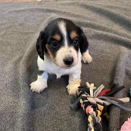 Athena- Long hair - Piebald female Dachshund puppy in Purdy, Missouri from Shotgun Pups