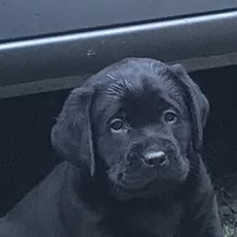 Labrador Retriever Puppies from GreenGate Labs