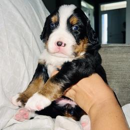 Bernese Mountain Dog Puppies from J & J Meadows