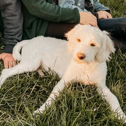 Zoe - Goldendoodle