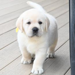 MR. GOLD BonBon-Blue TBD - Yellow male Labrador Retriever puppy in Pasco, Washington from ROCK CREEK LABRADORS
