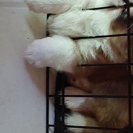Cardigan Welsh Corgi Puppies from Solstice Kennels