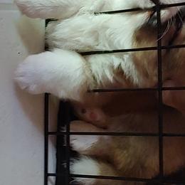 Cardigan Welsh Corgi Puppies from Solstice Kennels