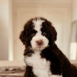 Ramen - Brown and white male Bernedoodle puppy in Maricopa, Arizona from Desert Ridge Doodles