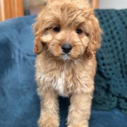 Rosé (female - purple collar) - Red female Cavapoo puppy in Gilbert, Arizona from Azteddybeardoodles