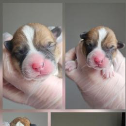 Girl 4 - White and red female Pembroke Welsh Corgi puppy in Tomball, Texas from Larsen Loved Corgis