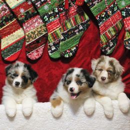 Australian Shepherd Puppies from Bellamist Aussies