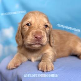 Jet - Red male Dachshund puppy in Chandler, Arizona from Vonaducci Doxies, LLC.