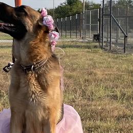 princess - German Shepherd