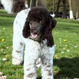 Biscoff - Poodle