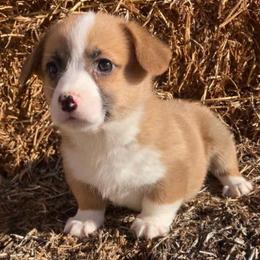 Scout - Red male Pembroke Welsh Corgi puppy in Shelley, Idaho from Whistling Wind Corgi’s