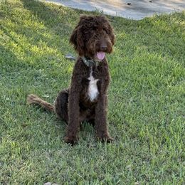 Tilly - Goldendoodle