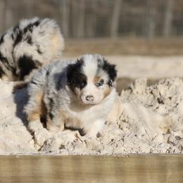 Boy 3 - male Australian Shepherd puppy in Warm Springs, Georgia from Out West Aussies