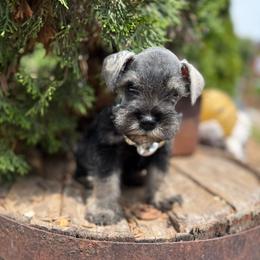 River - Black and silver male Miniature Schnauzer puppy in Taylorsville, North Carolina from Feather & Tail Acres