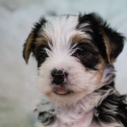 Yorkshire Terriers from Keia's Parti Yorkie Pups