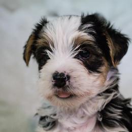 Yorkshire Terriers from Keia's Parti Yorkie Pups