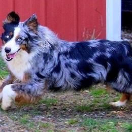Penny - Australian Shepherd