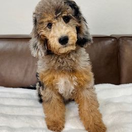 Cove - Phantom female Bernedoodle puppy in Queen Creek, Arizona from Dulcito Doodles