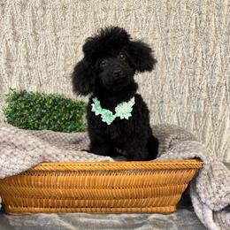 Rickey - Black male Poodle puppy in Vilonia, Arkansas from Donna’s Pretty Poodles