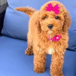 Éclair - Red  female Goldendoodle puppy in Miami, Florida from Haus of Pawz