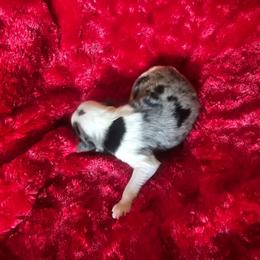 Matcha - Blue merle male Aussiedoodle puppy in Vernal, Utah from Adorable Aussiedoodles