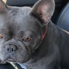 French Bulldogs from Beverlyhills Frenchie's