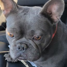 French Bulldogs from Beverlyhills Frenchie's