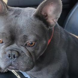 French Bulldogs from Beverlyhills Frenchie's
