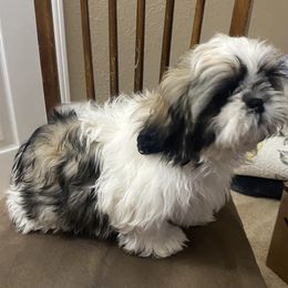 Shih Tzu Puppies from Willow Lane Shih Tzus