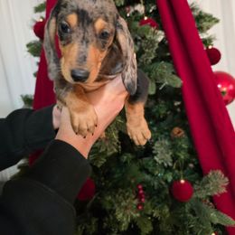 Girl 1 - Dapple female Dachshund puppy in Hesperia, California from VOM HAUSE Imperial
