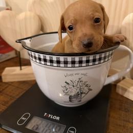 Garfield - Red male Dachshund puppy in Madisonville, Texas from Little B’s Dachshund Farm