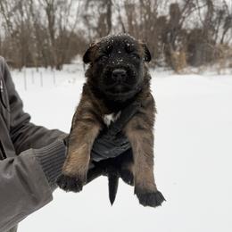 Olenna - Fawn female Belgian Malinois puppy in Baltimore, Maryland from Abenteurer German Shepherds & Belgian Malinois